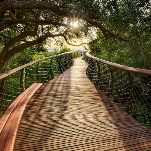 Kirstenbosch-Tree-Canopy-Walkway-2-Henry-Fagan